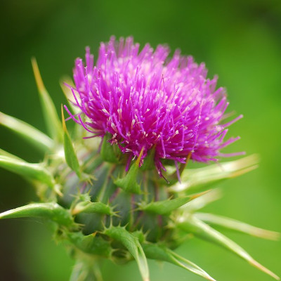 Abeille butinant une fleur