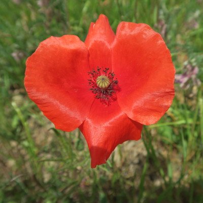 Fleur de coquelicot