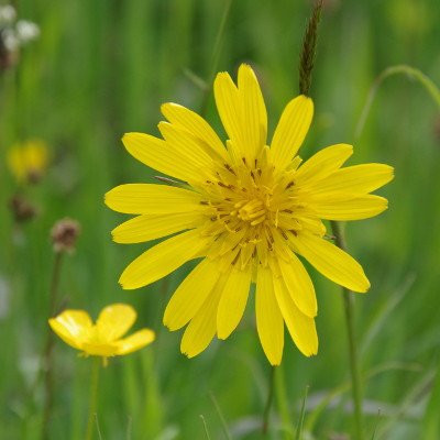 Fleur de pâquerette des champs hauts savoyards