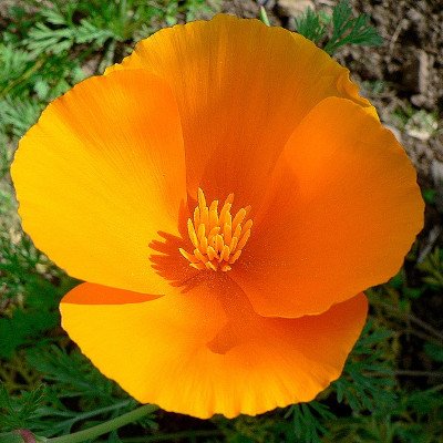 Fleur d'escholtzia ou pavot de californie